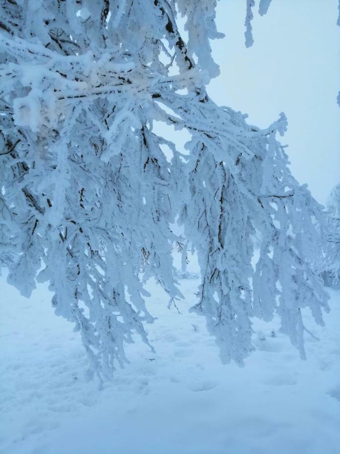 Colt De Rai - Camera De Inchiriat Решица Экстерьер фото